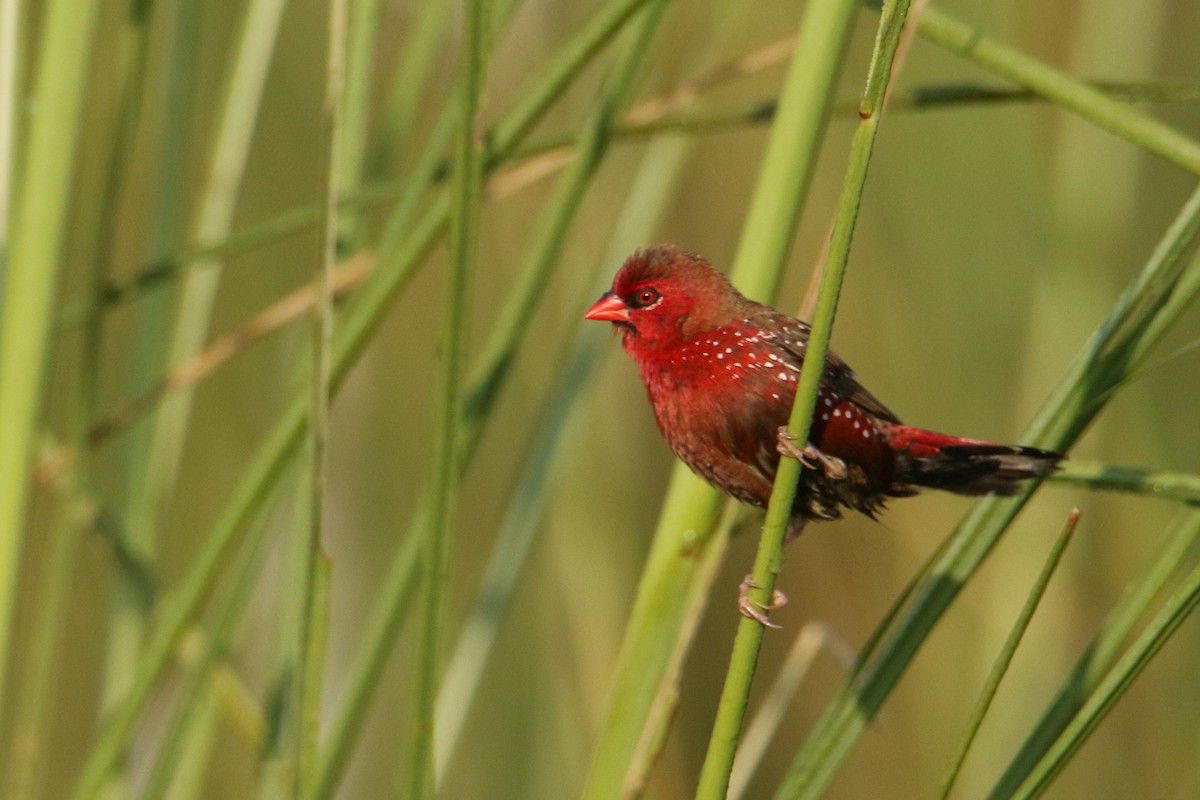 tigerastrild - ML643430366