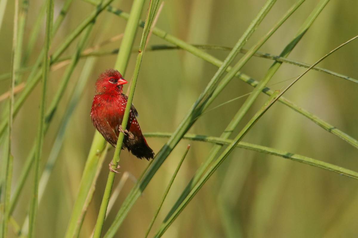 tigerastrild - ML643430367