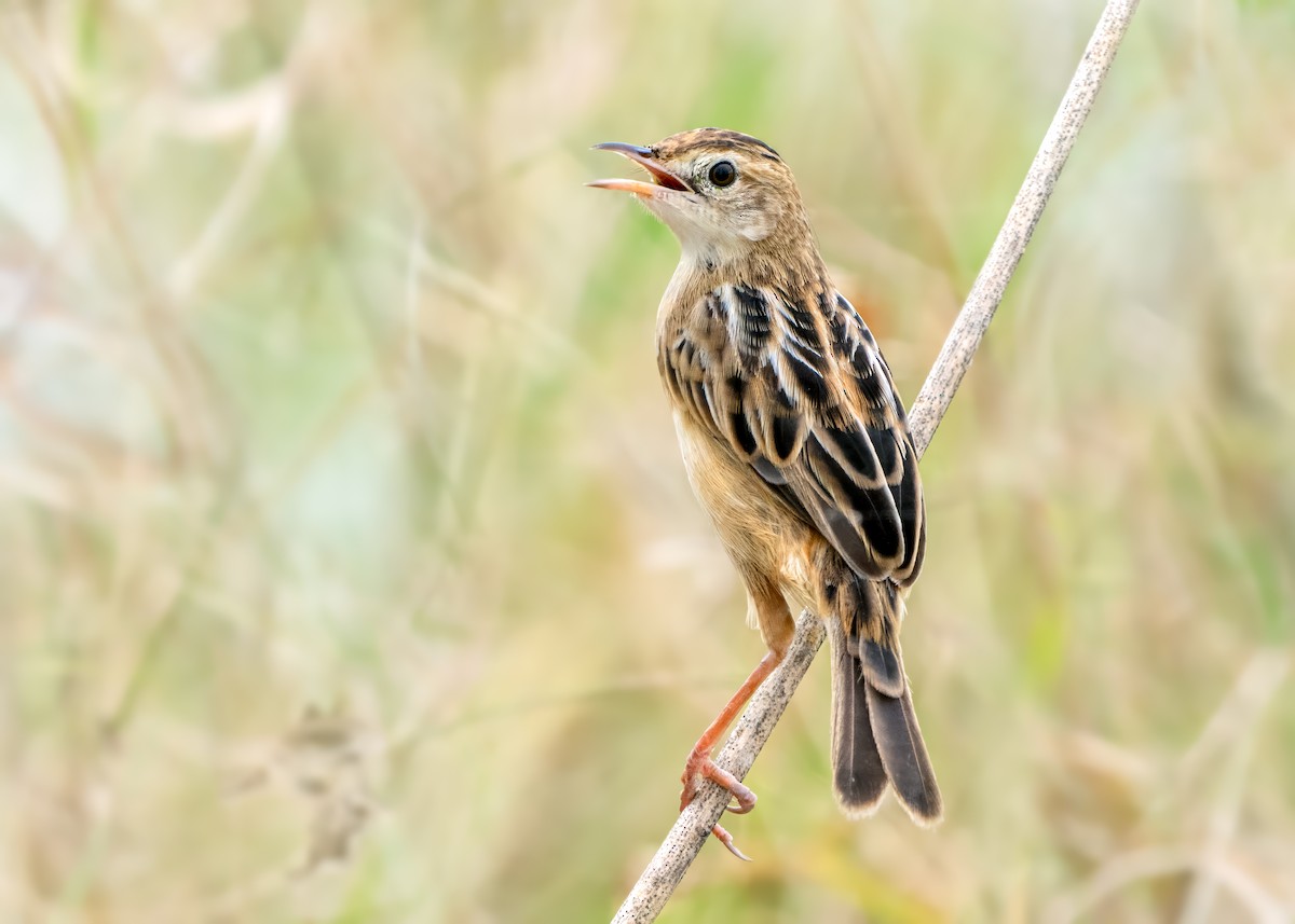 Zitting Cisticola - ML643430368