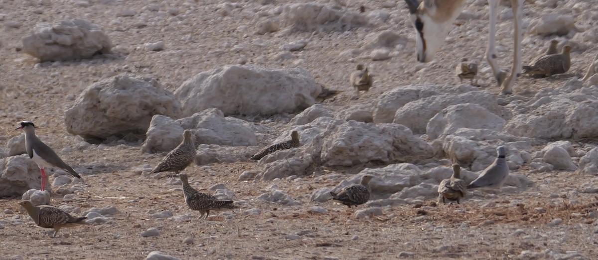 Namaqua Sandgrouse - ML643430391