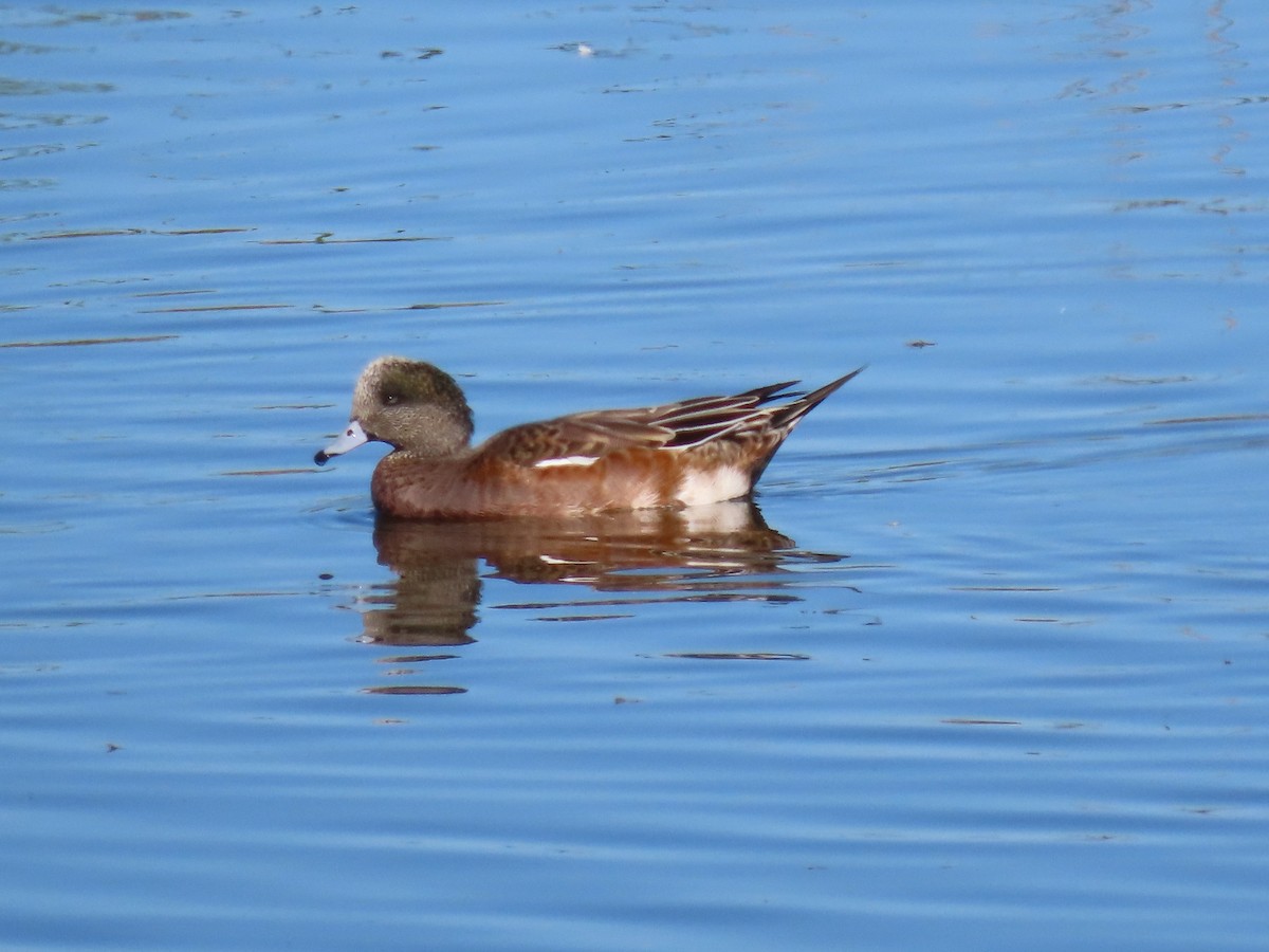 American Wigeon - ML643430395