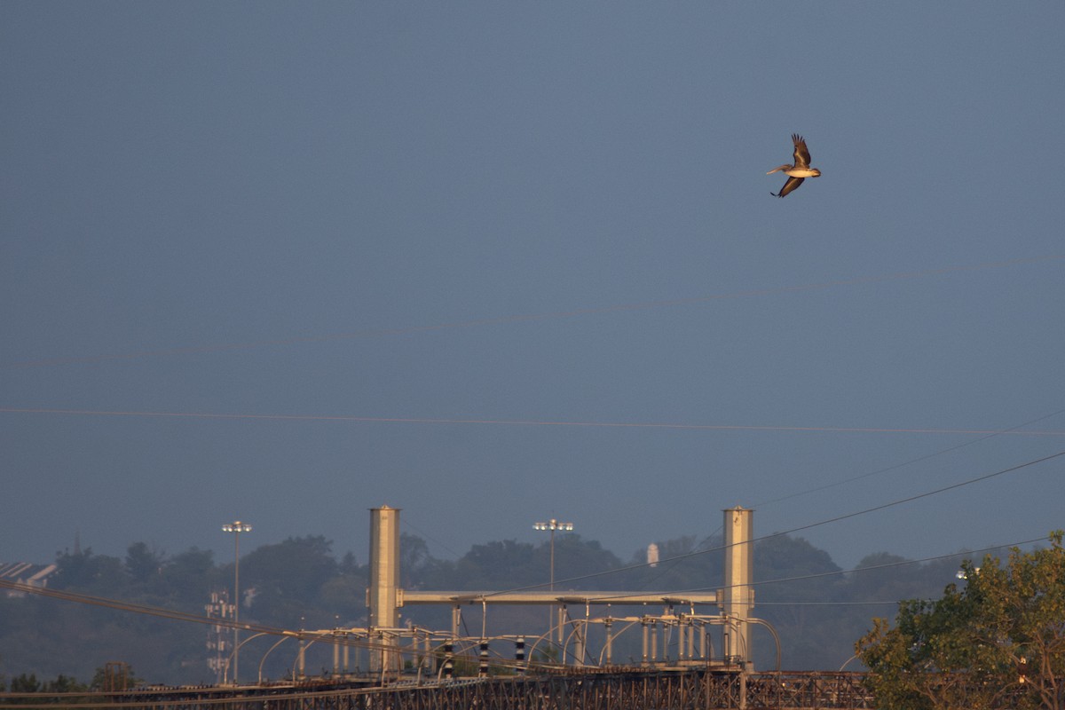 Brown Pelican - ML643430400
