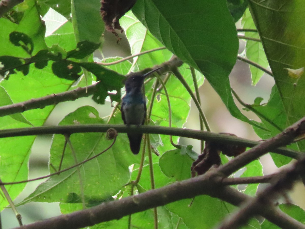 White-necked Jacobin - ML643430412