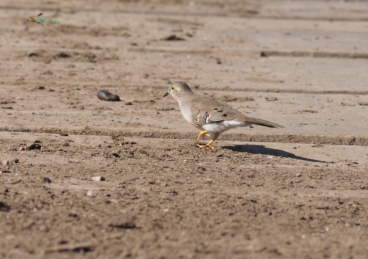 Long-tailed Ground Dove - ML643430413