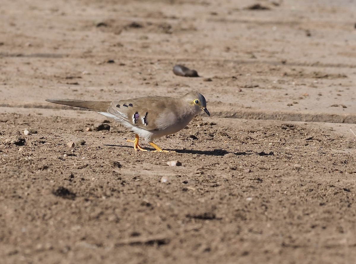 Long-tailed Ground Dove - ML643430414