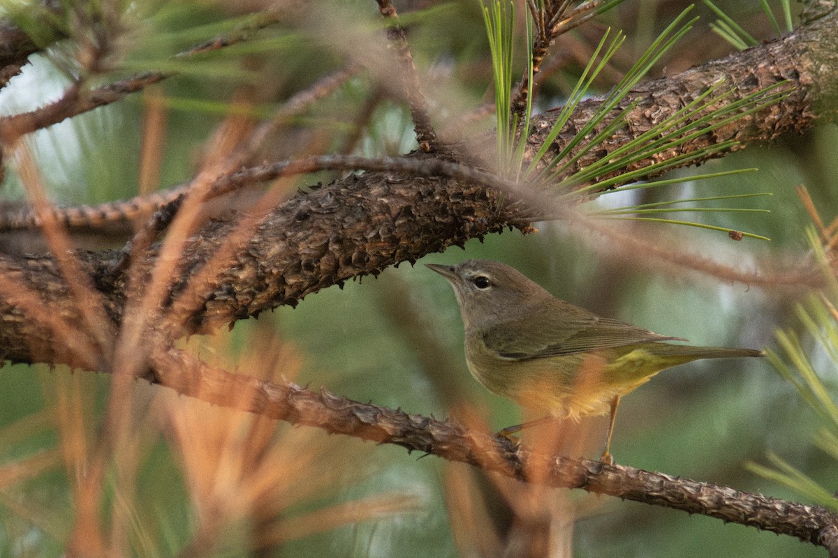 Orange-crowned Warbler - ML643430420
