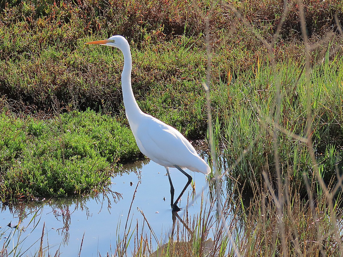 Great Egret - ML643430427