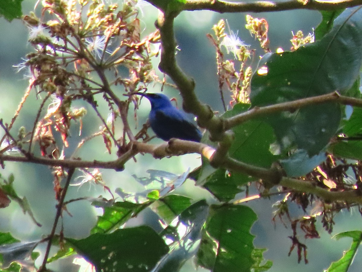 Purple Honeycreeper - ML643430429