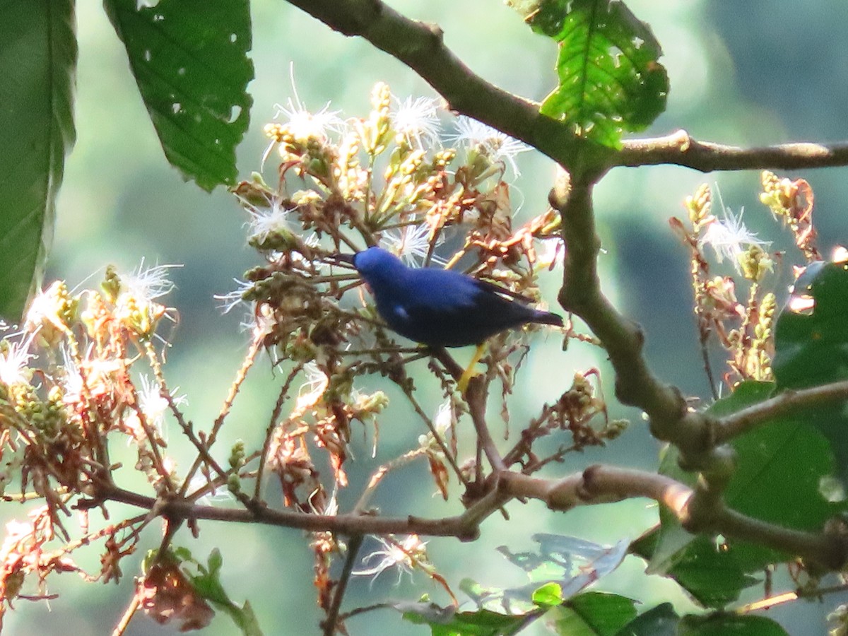 Purple Honeycreeper - ML643430430