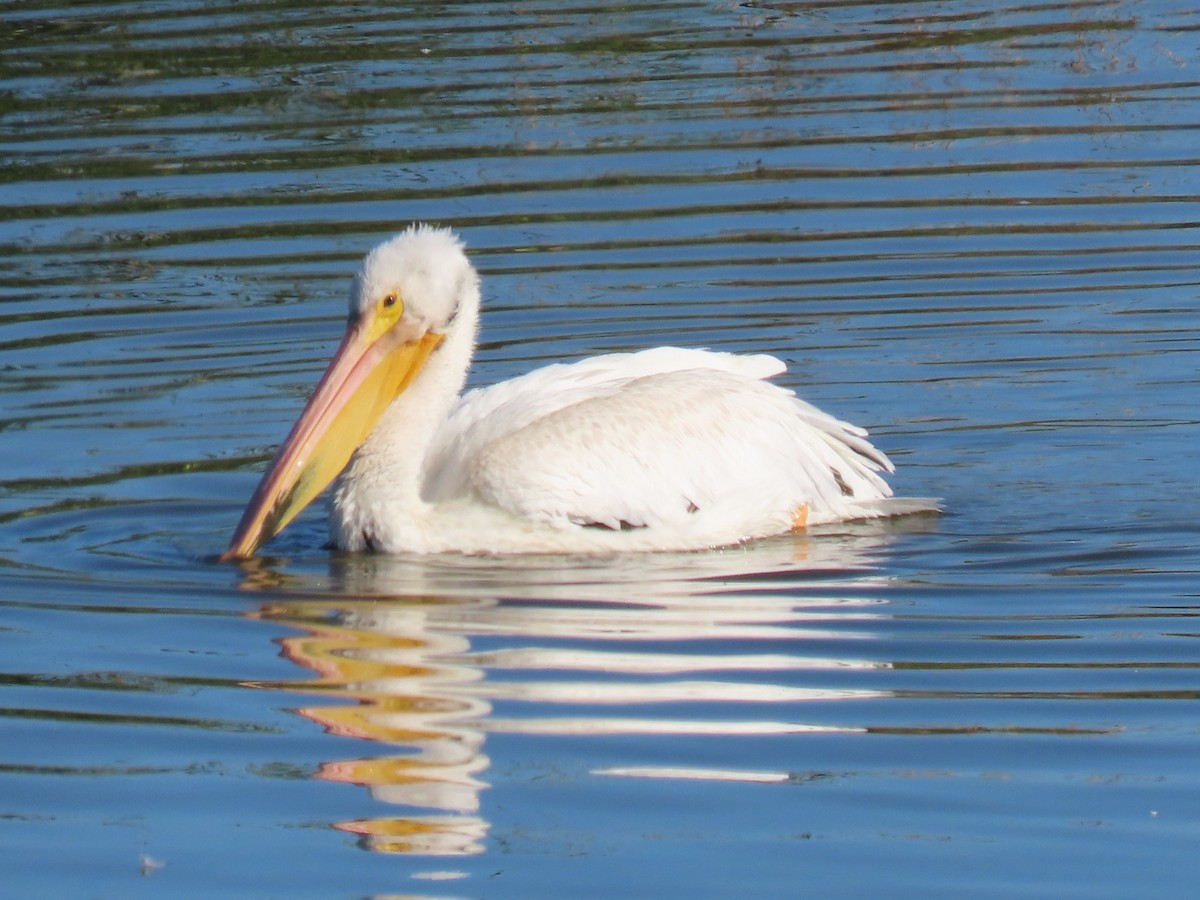 American White Pelican - ML643430441