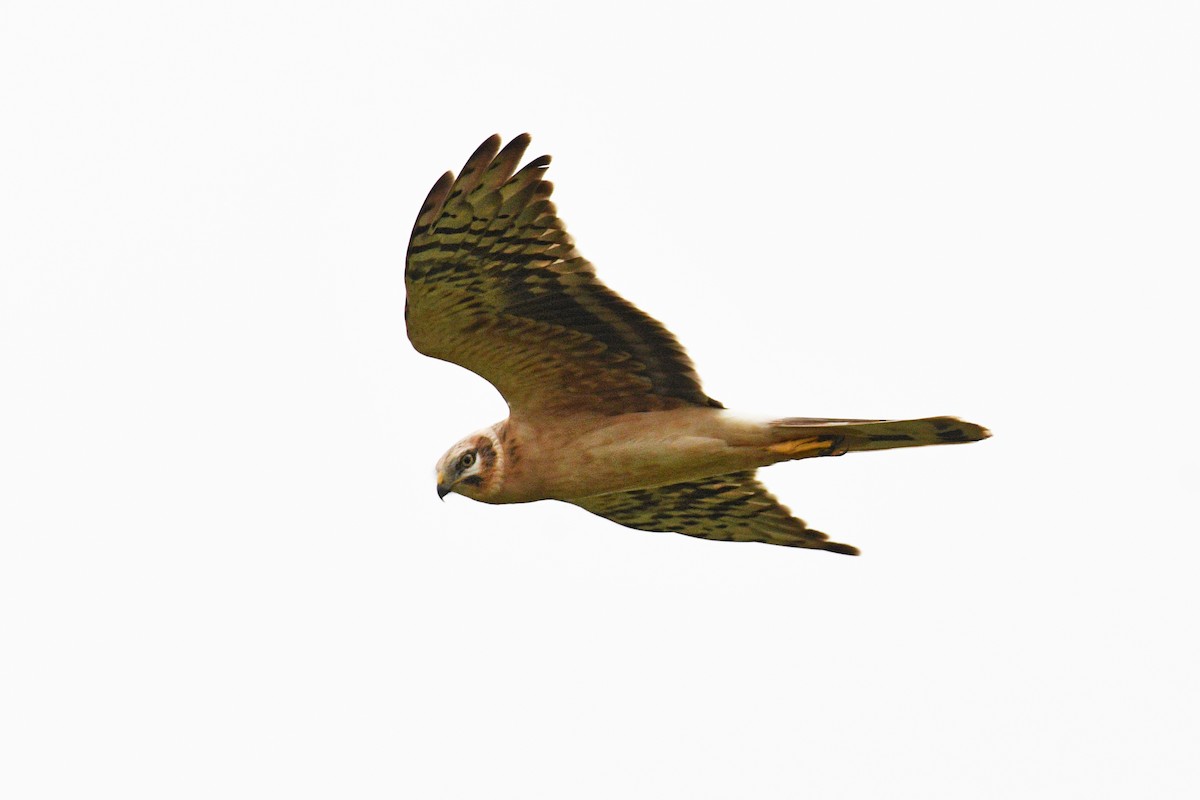 Aguilucho Papialbo - ML643430453