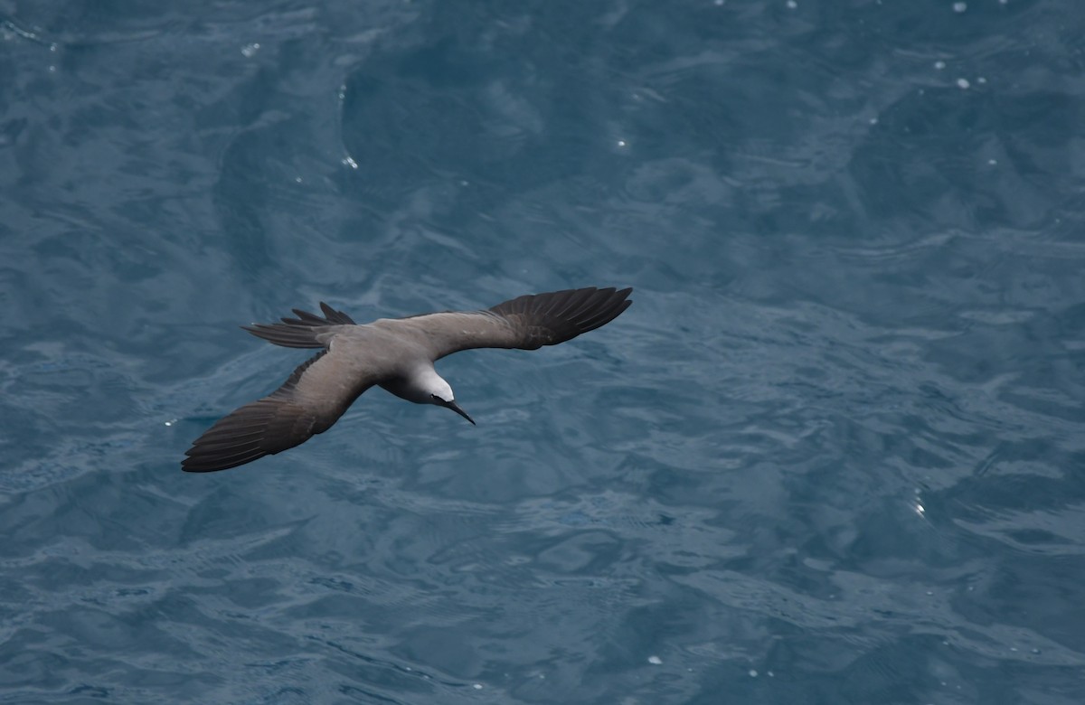 Brown Noddy - ML643430459