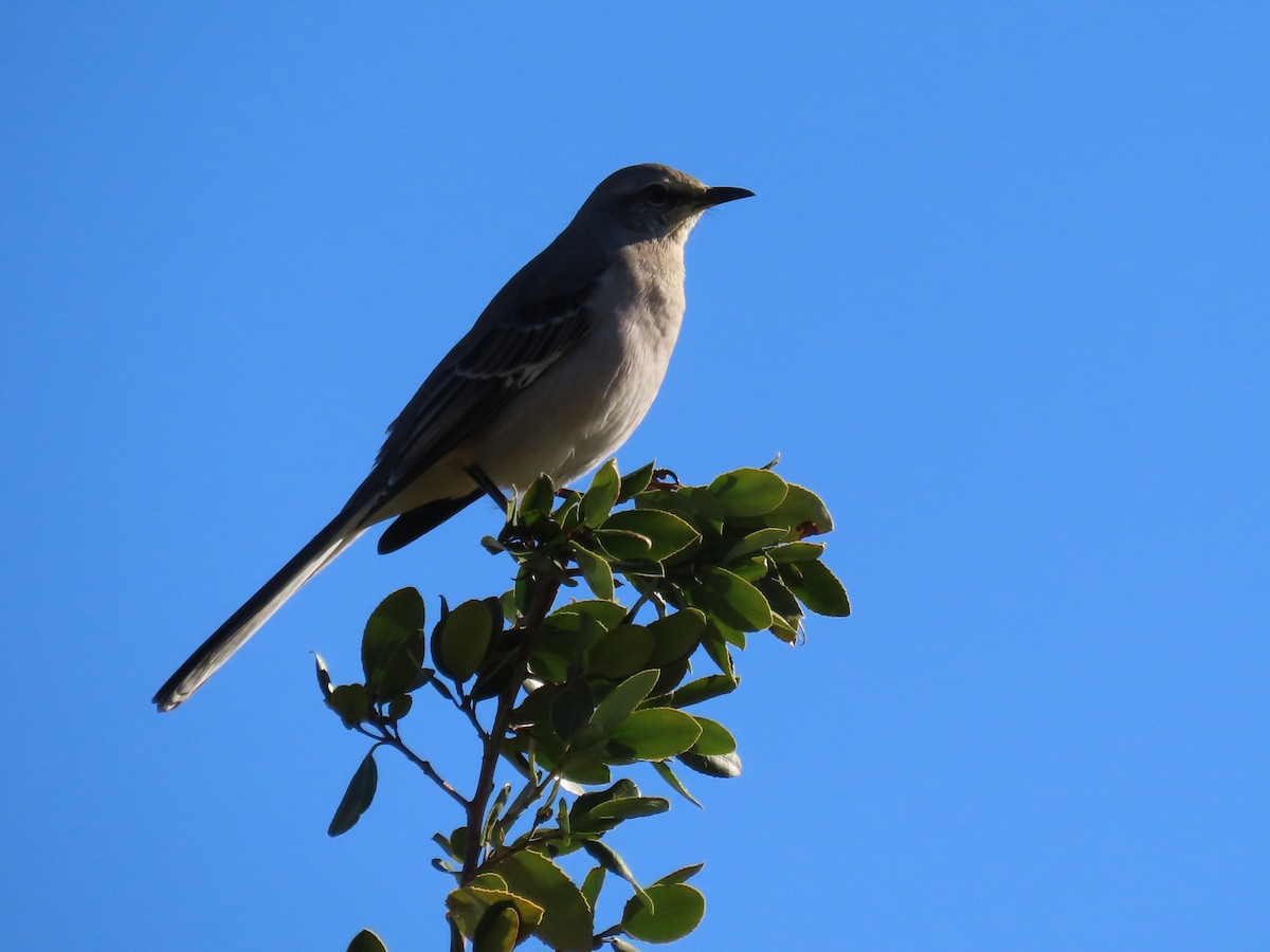 Northern Mockingbird - ML643430474