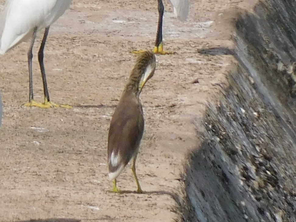 mangrovehegre - ML643430476