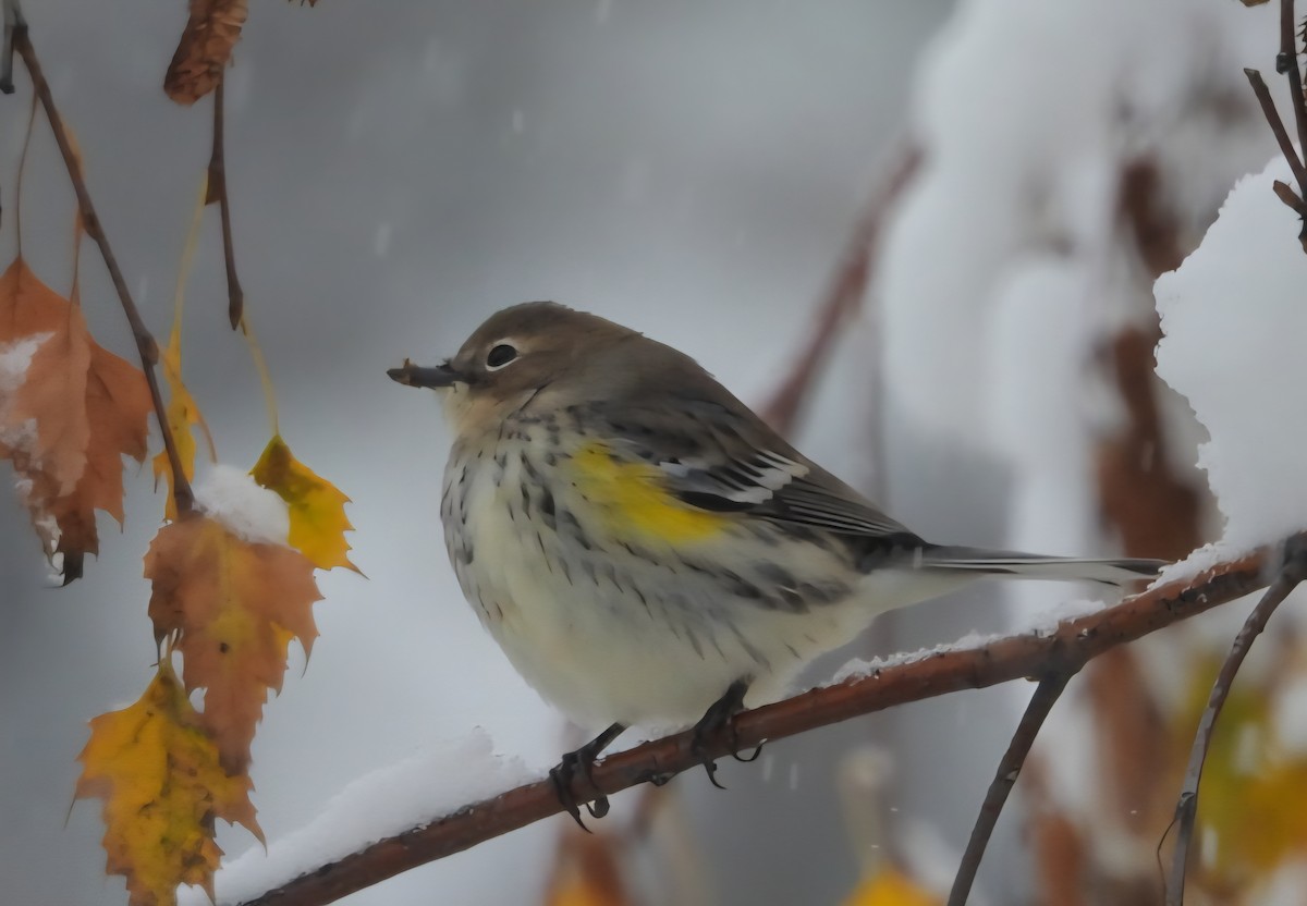 Yellow-rumped Warbler - ML643430478