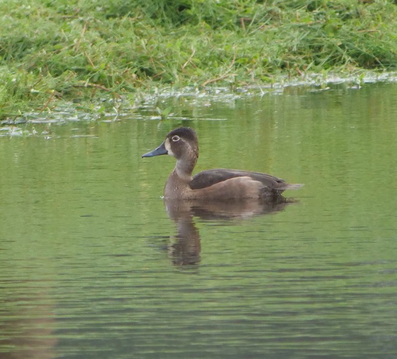 Ring-necked Duck - ML643430483