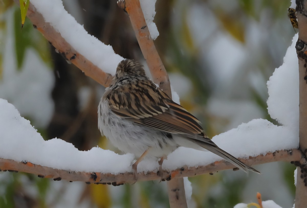 Chipping Sparrow - ML643430488