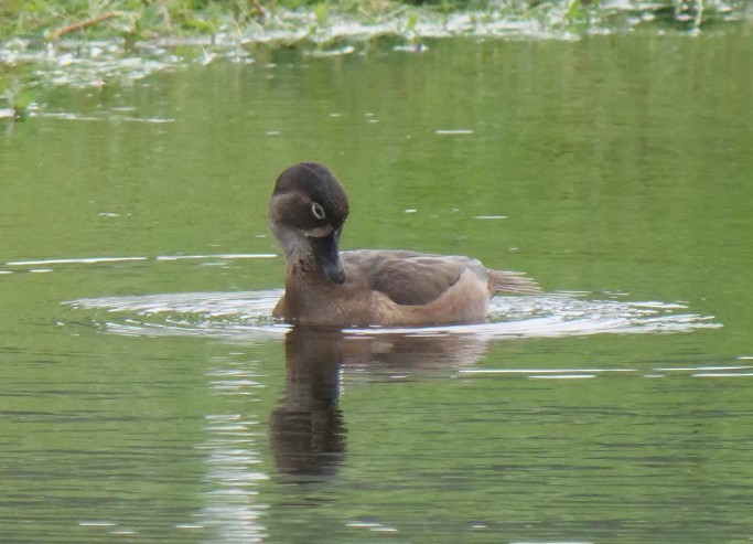 Ring-necked Duck - ML643430492