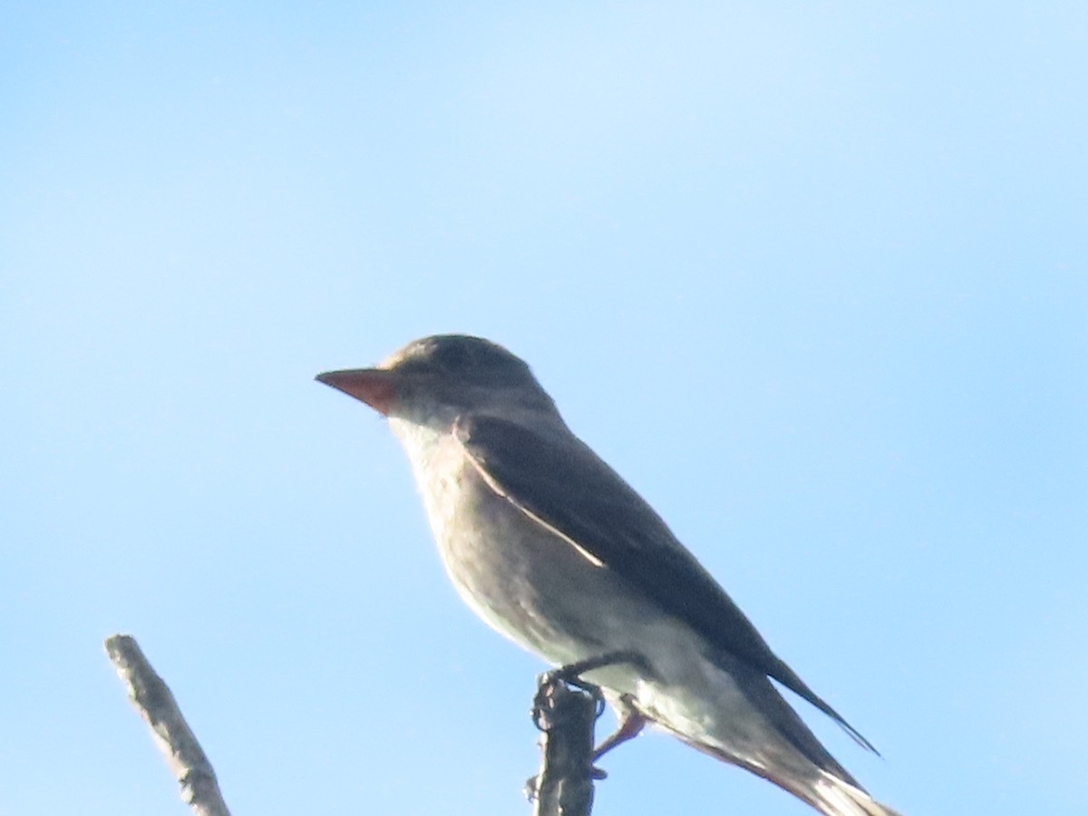 White-thighed Swallow - ML643430493