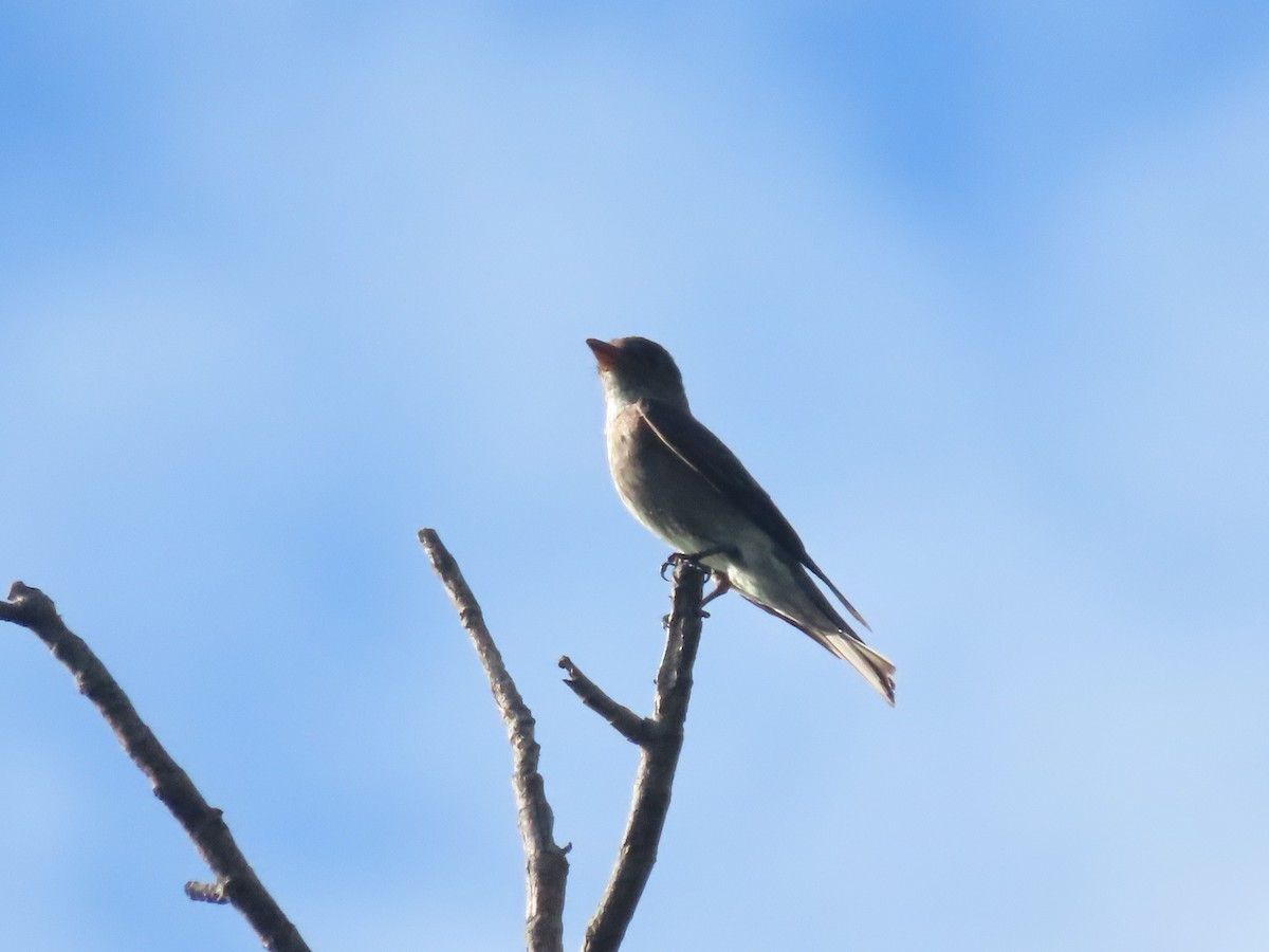 White-thighed Swallow - ML643430494