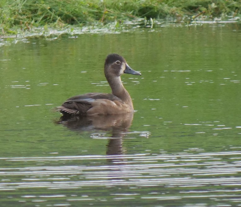 Ring-necked Duck - ML643430495