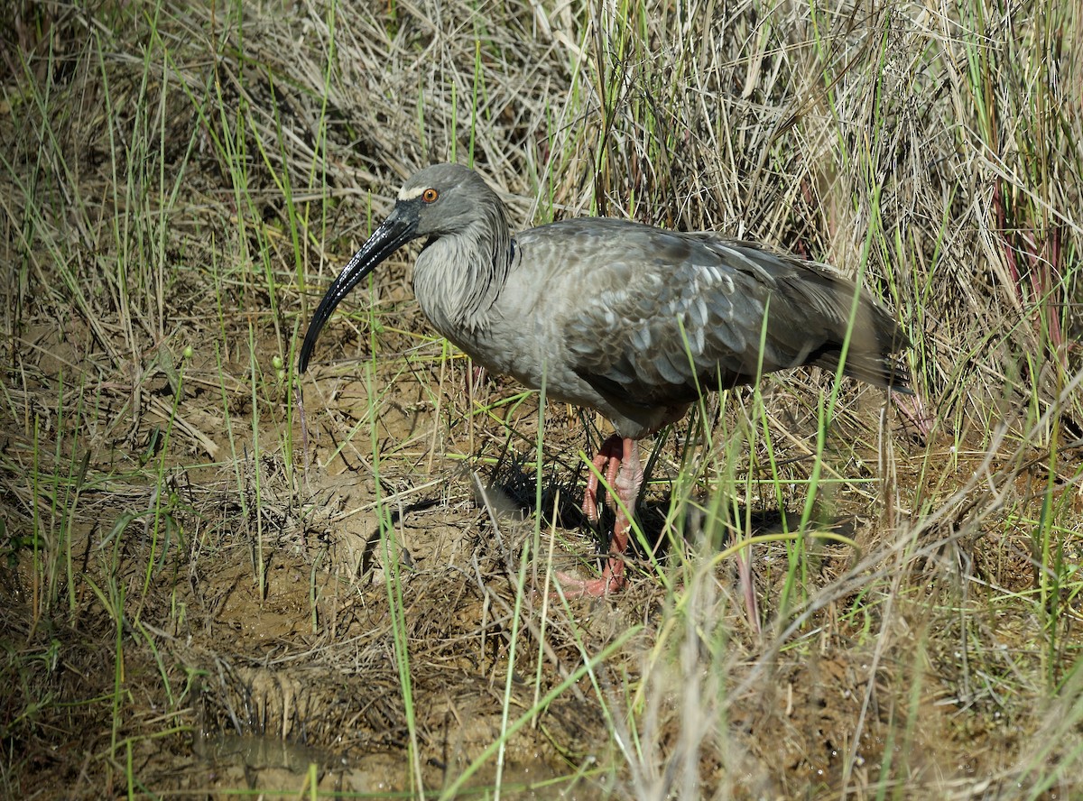 Plumbeous Ibis - ML643430503