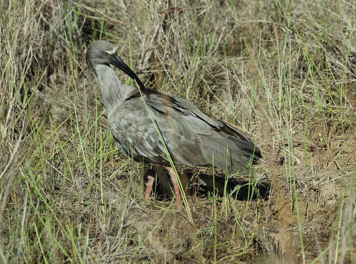 Plumbeous Ibis - ML643430504