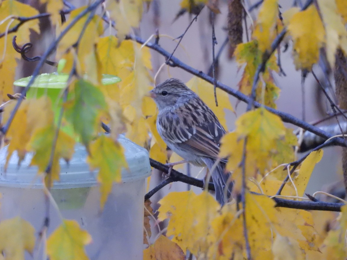 Chipping Sparrow - ML643430523