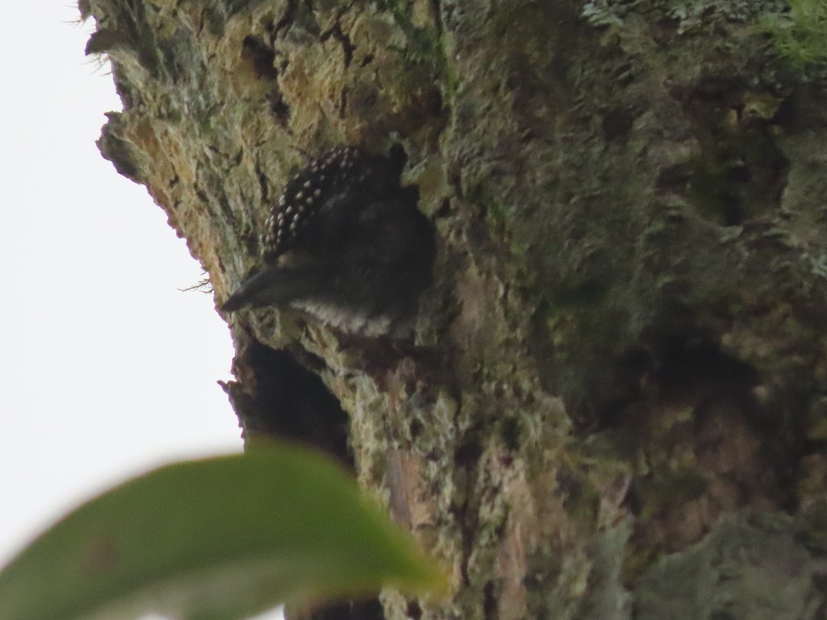 Scaled Piculet - ML643430531