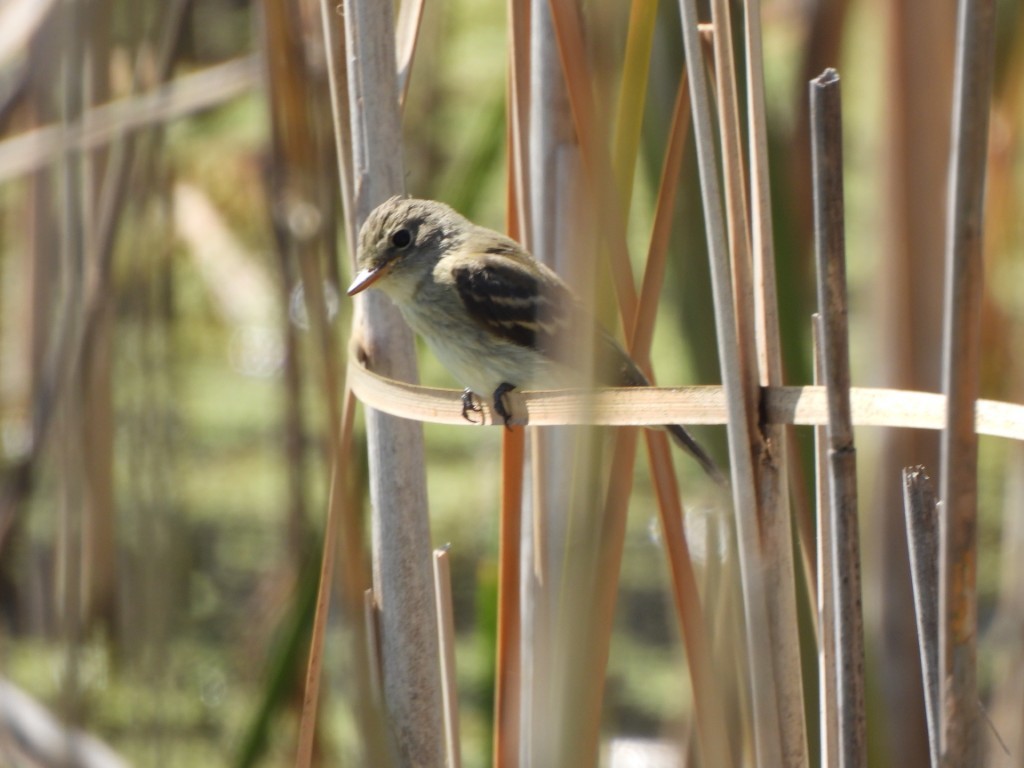 Moucherolle des aulnes ou M. des saules - ML643430537