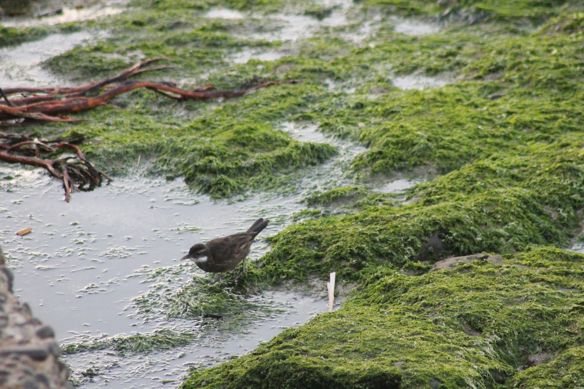 Seaside Cinclodes - ML643430549