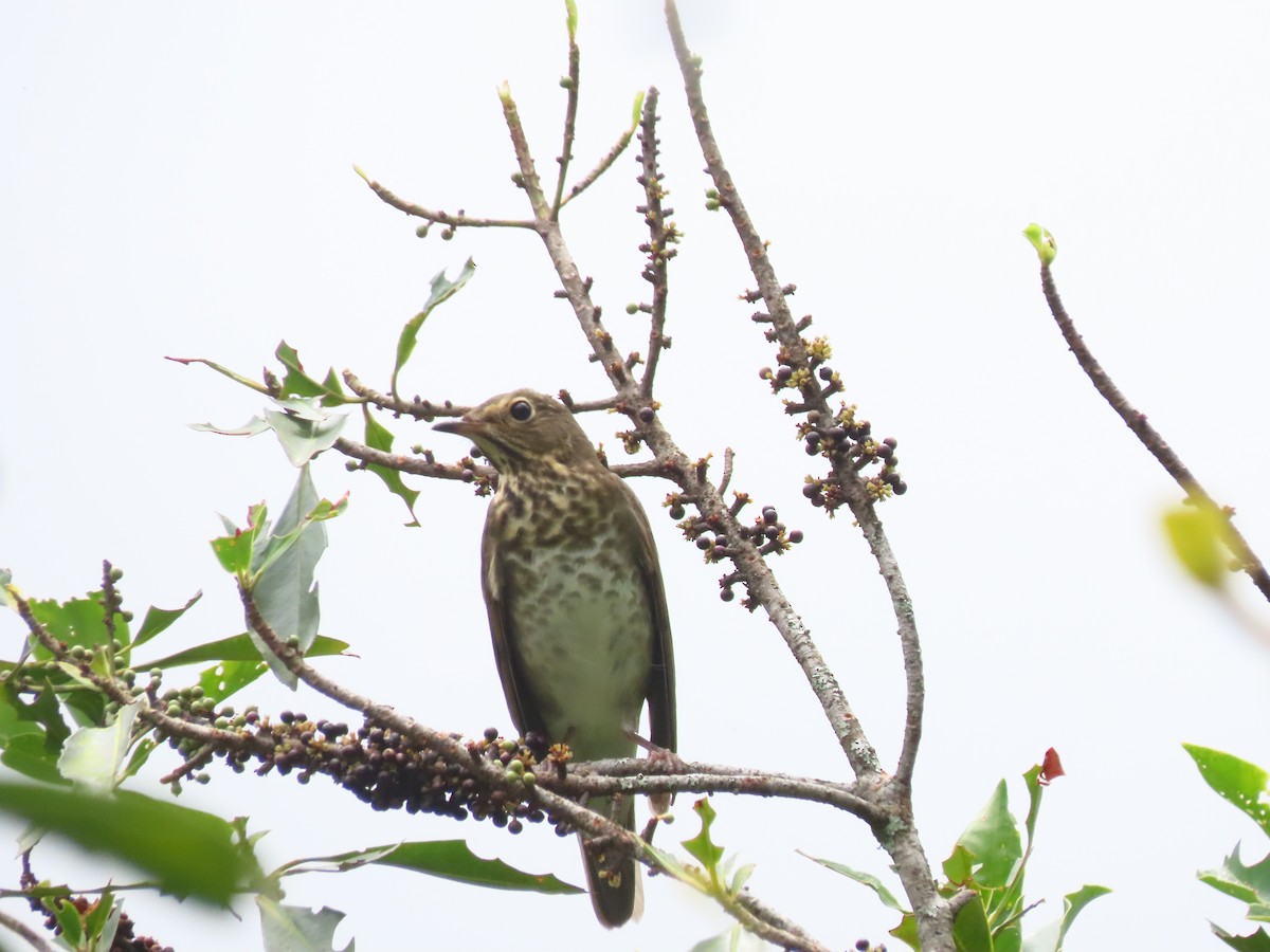Swainson's Thrush - ML643430565