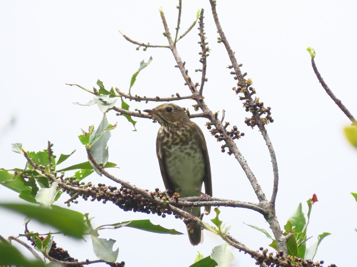 Swainson's Thrush - ML643430568