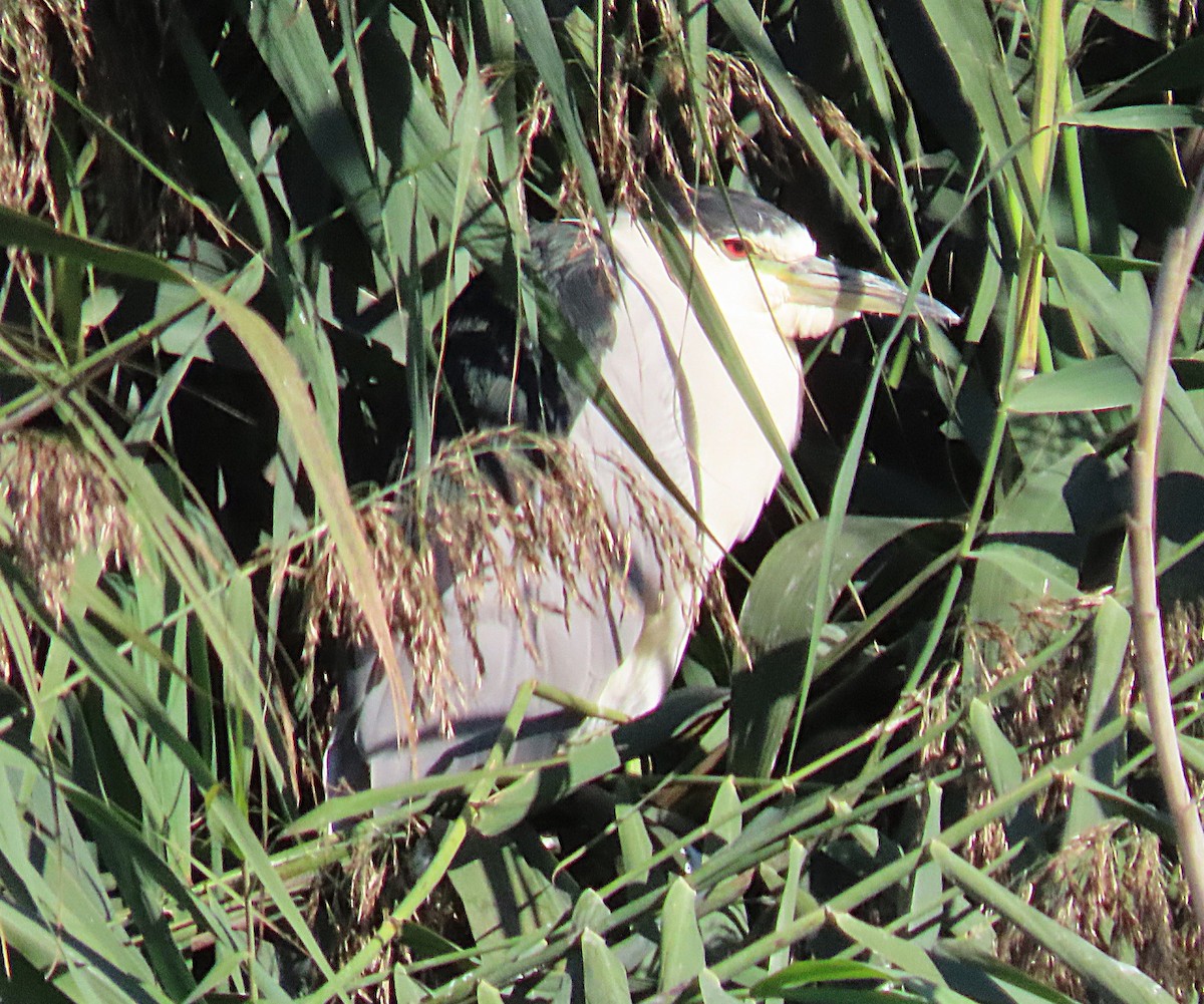 Black-crowned Night Heron - ML643430571