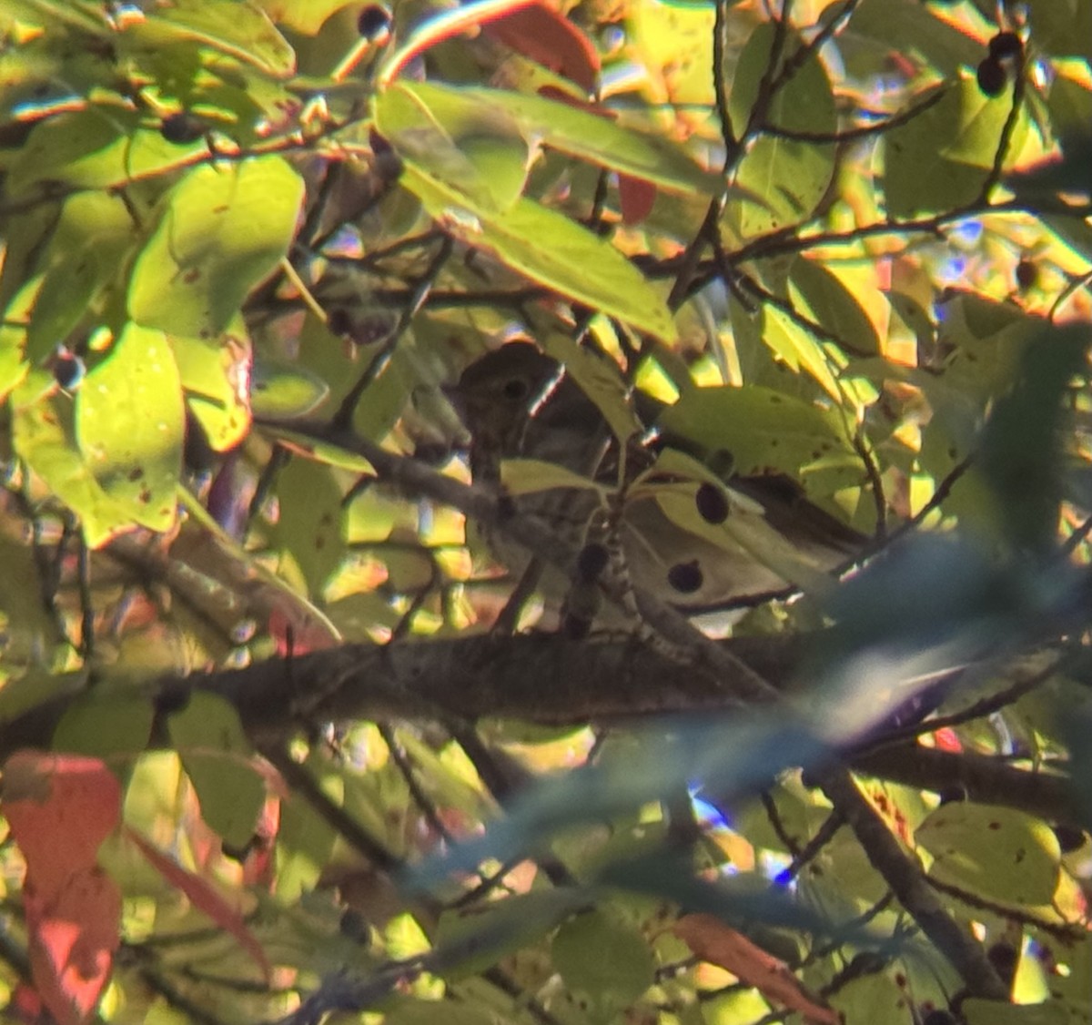 Hermit Thrush - ML643430573
