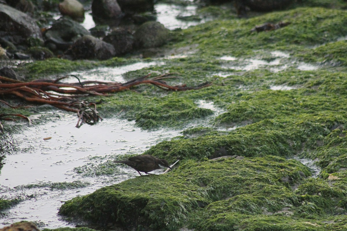 Seaside Cinclodes - ML643430574