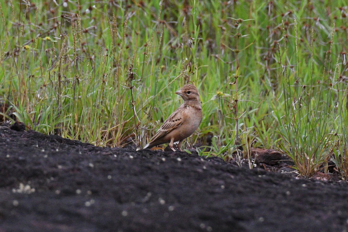 Mongolian Short-toed Lark - ML643430579