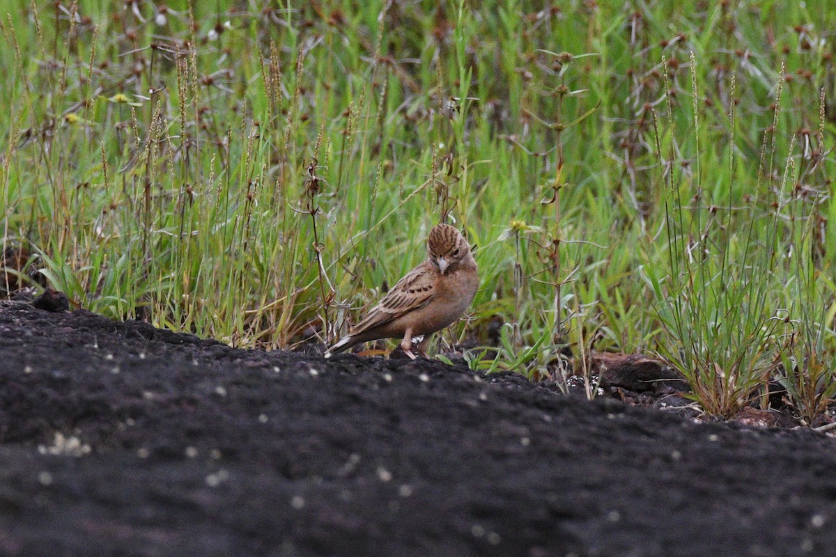 Mongolian Short-toed Lark - ML643430580