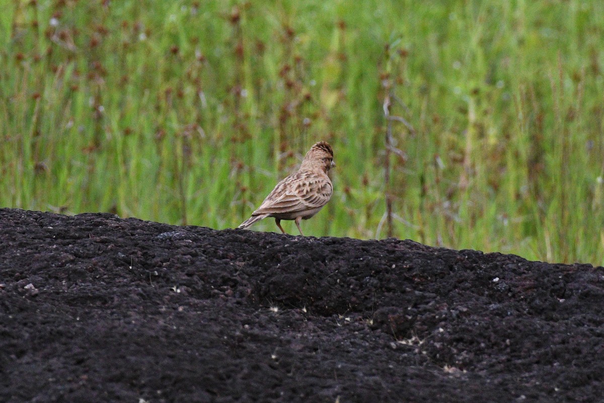 Mongolian Short-toed Lark - ML643430582
