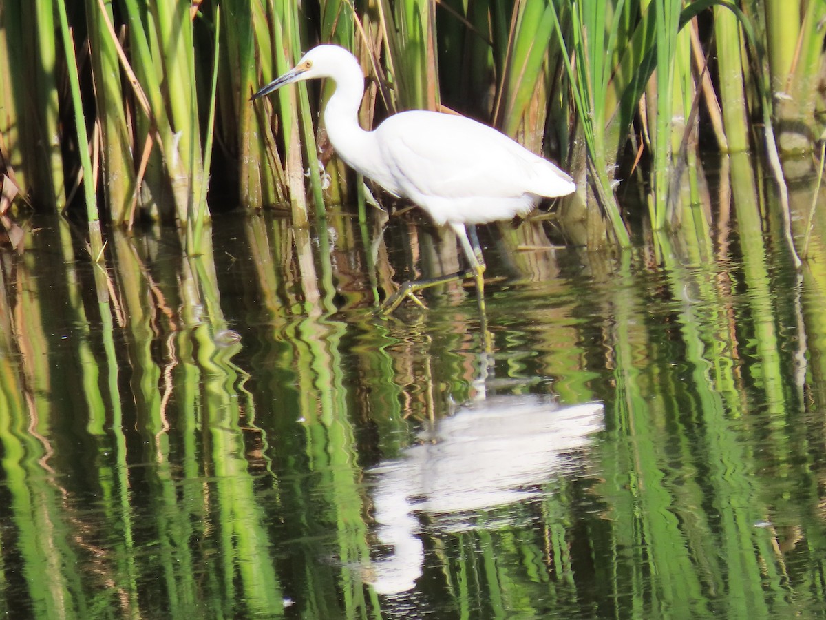 Snowy Egret - ML643430592