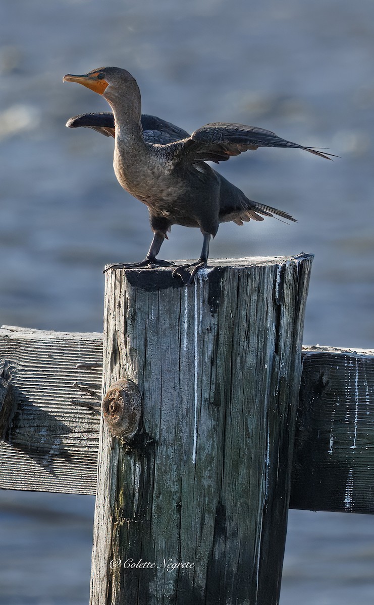 Double-crested Cormorant - Colette Vranicar