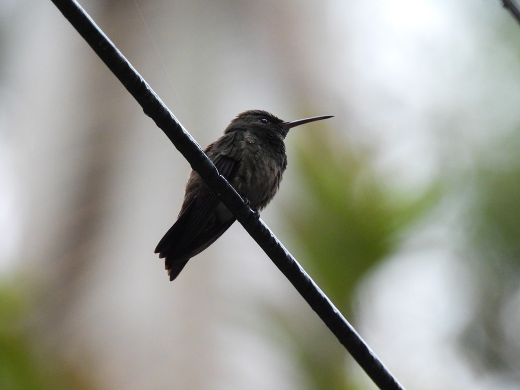 Green-bellied Hummingbird - ML643430632