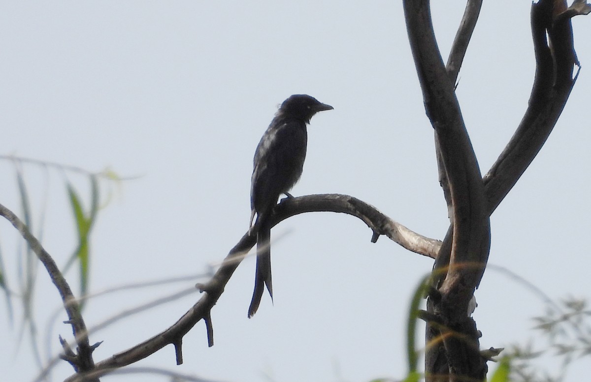 Königsdrongo - ML643430636