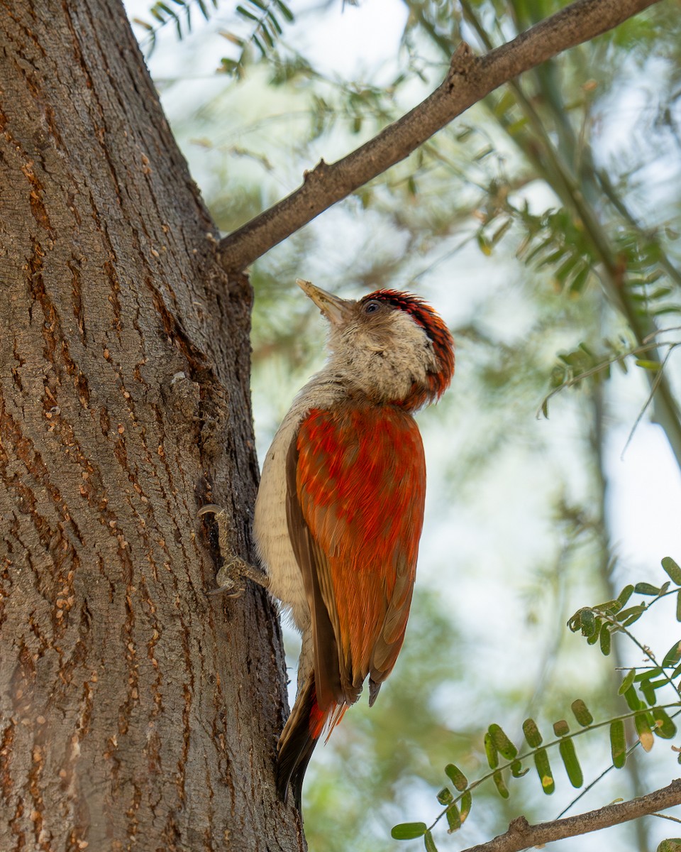 Scarlet-backed Woodpecker - ML643430643
