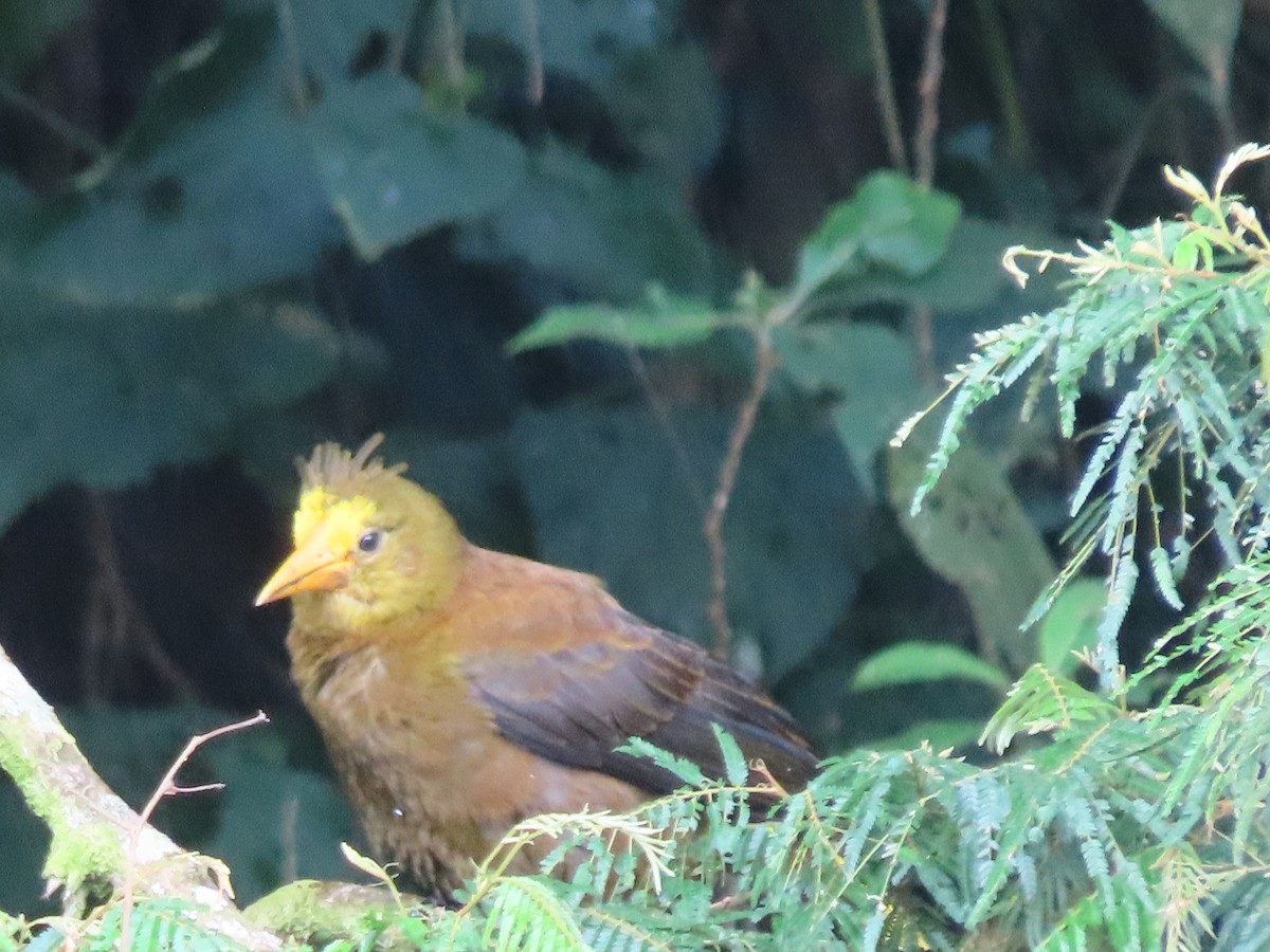 Russet-backed Oropendola - ML643430646