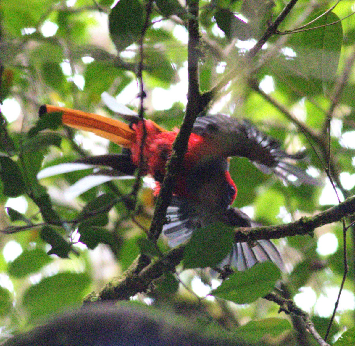 Whitehead's Trogon - ML643430671