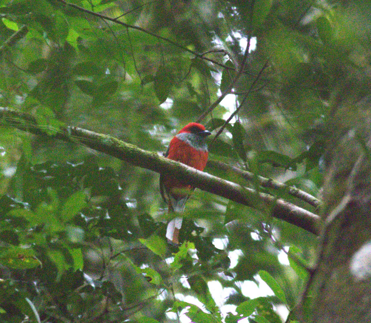 Whitehead's Trogon - ML643430672