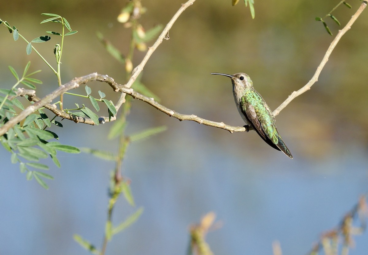 White-tailed Goldenthroat - ML643430680