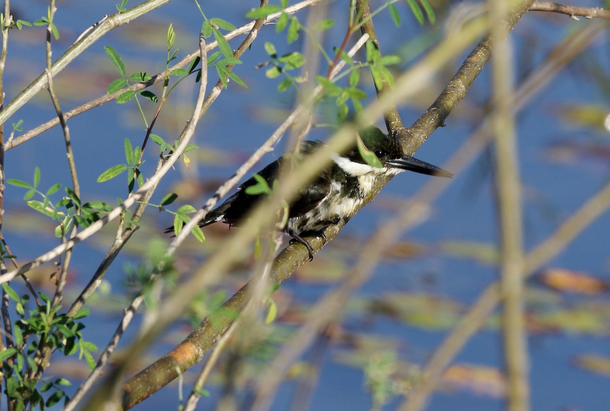 Green Kingfisher - ML643430681