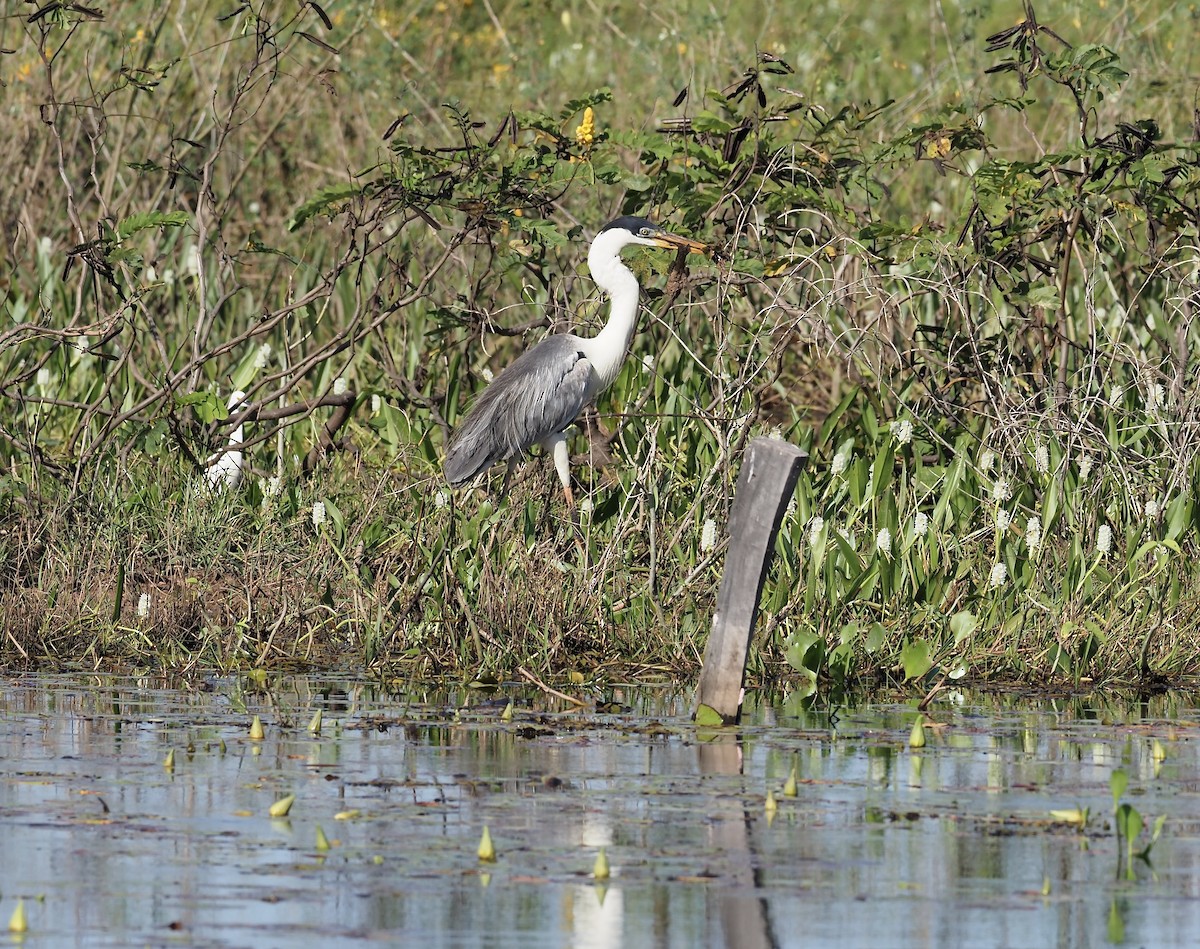 Cocoi Heron - ML643430682